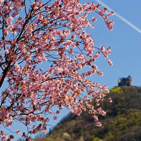 호텔 Seegarten